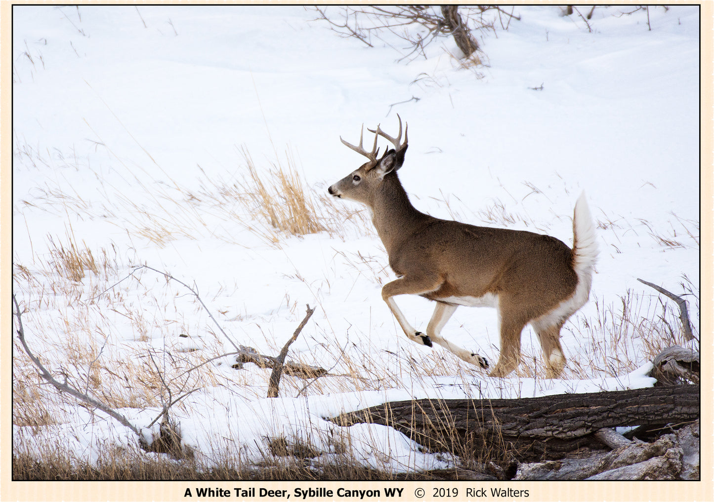 Greeting Card - "White Tail Deer in Snow"