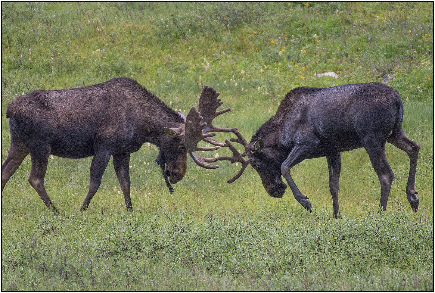 Greeting Card - "Mooseplay"