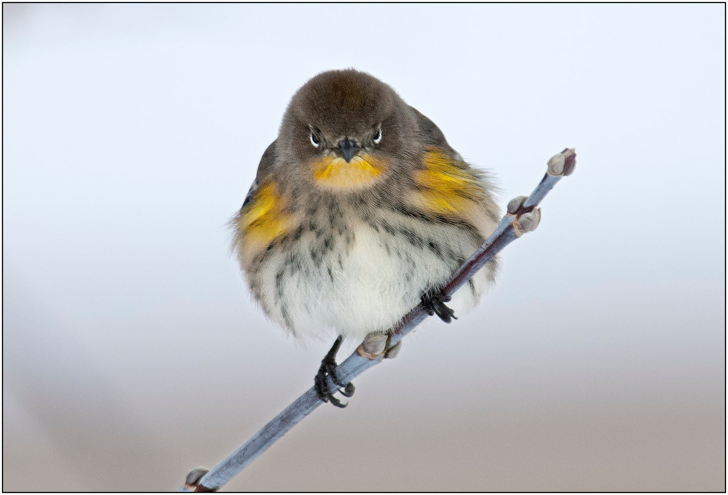Grumpy looking bird sitting on a twig. " Grumpy Warbler " Greeting Card Artist: Rick Walters Warbler sits on a branch looking at the observer The bird looks to be angry, with an intense glare Picture captured during warbler migration, in Laramie Wyoming 5" x7" note card Envelope included, blank inside