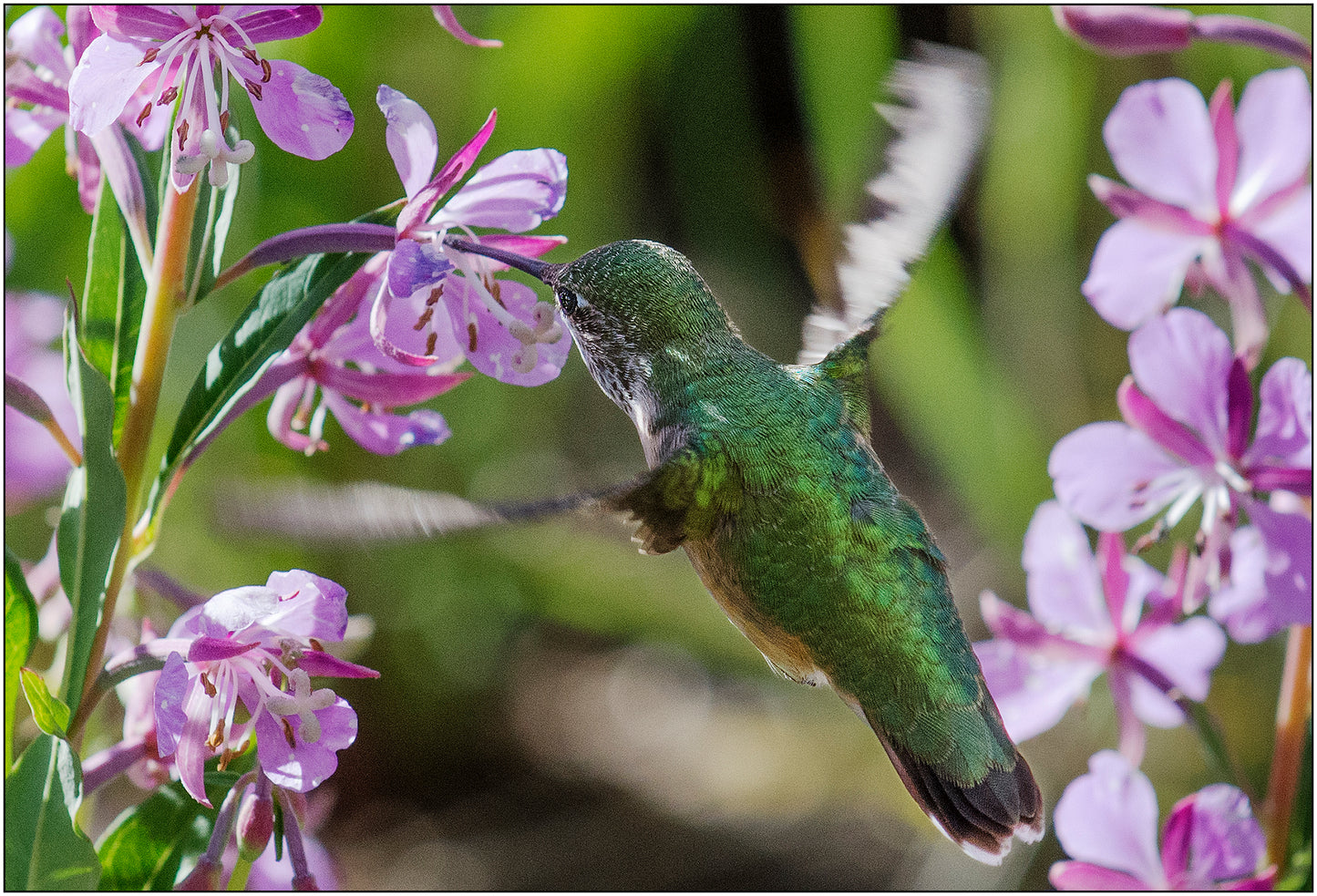 Greeting card with a humming bird and pink fireweed flowers. " Hummingbird in the Medicine Bow Mountains" Greeting Card Artist: Rick Walters Humming bird drinking from a fire-weed flower Taken in the Medicine Bow Mountains of south east Wyoming 5" x7" note card Envelope included, blank inside
