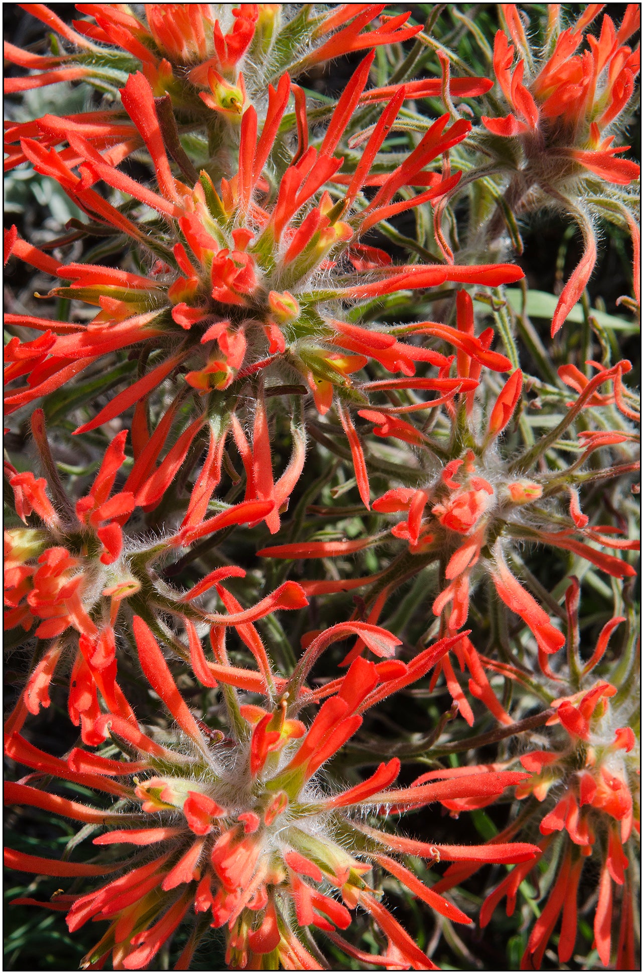 " Indian Paintbrush in the Laramie Range " Greeting Card Artist: Rick Walters Top view of a beautiful patch of Indian paintbrush wildflower Indian paintbrush is the state flower of wyoming Taken in the Laramie range mountains 5" x7" note card Envelope included, blank inside