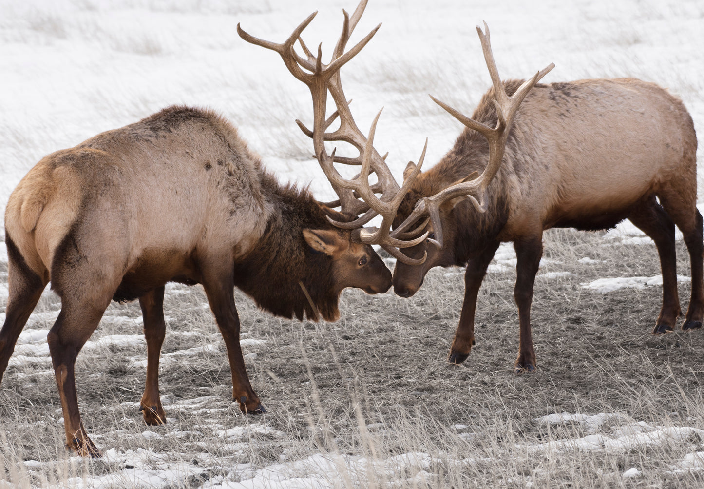 " Clashing Elk " Photography Print Artist: Rick Walters Two bull elk with horns locked Taken in Sybille Canyon, between Laramie and Wheatland Wyoming, at the wildlife habitat research area 14" long x 11" wide Printed on classic photo paper using archival pigment ink In plastic sleeve and on foam board for protection