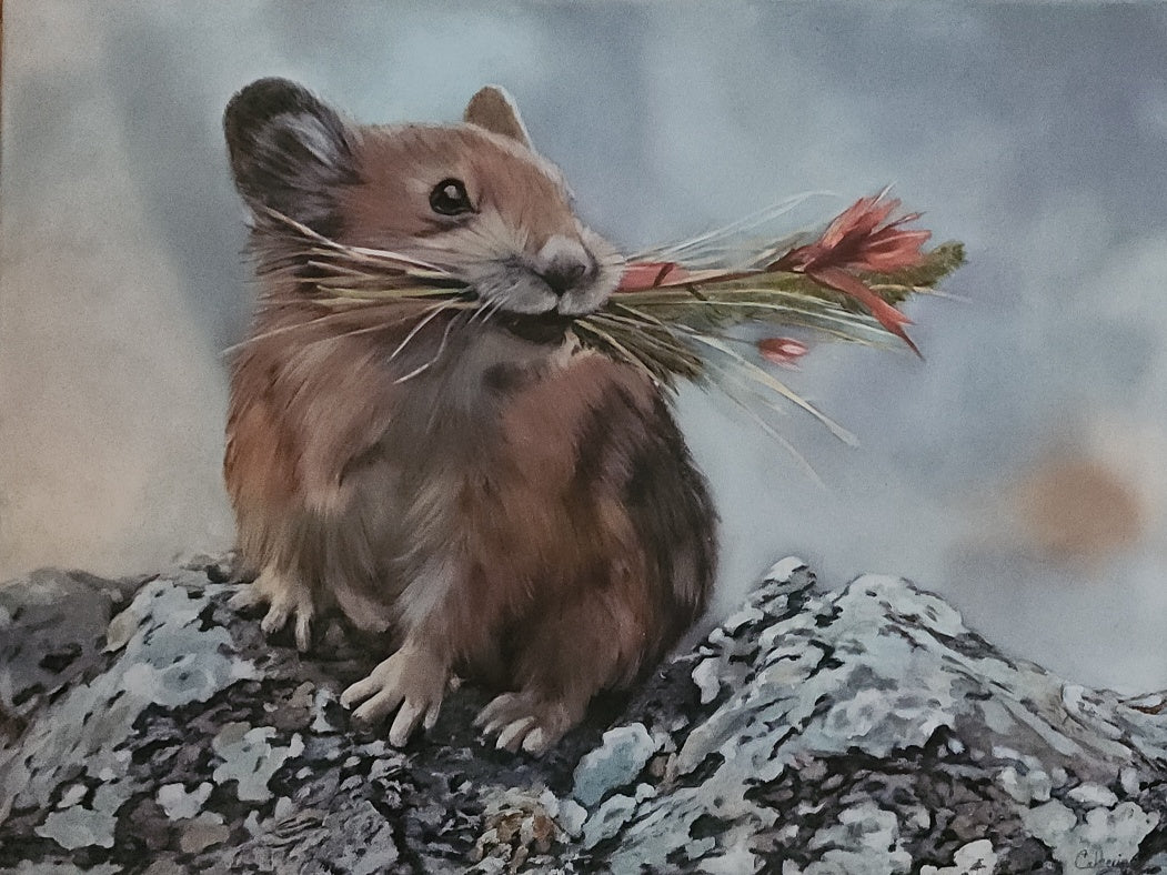 Art Print - Pika W/ Indian Paintbrush