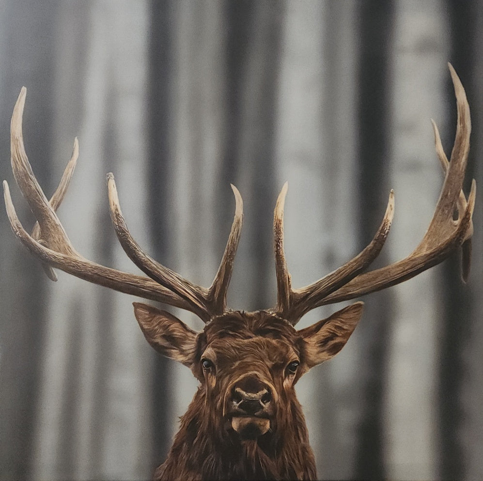 Art Print -Elk "Busted"
