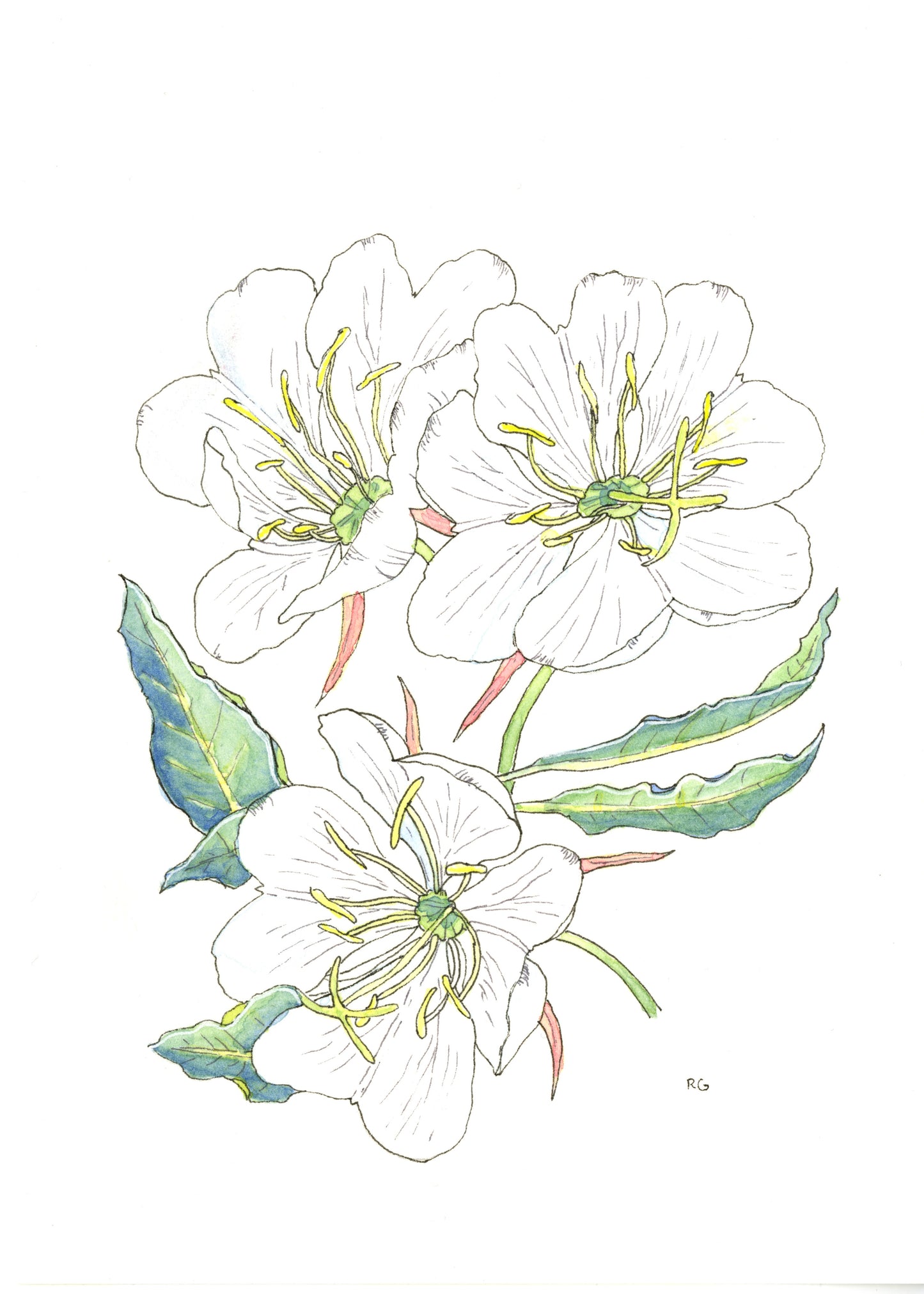 " Tufted Evening Primrose " Print