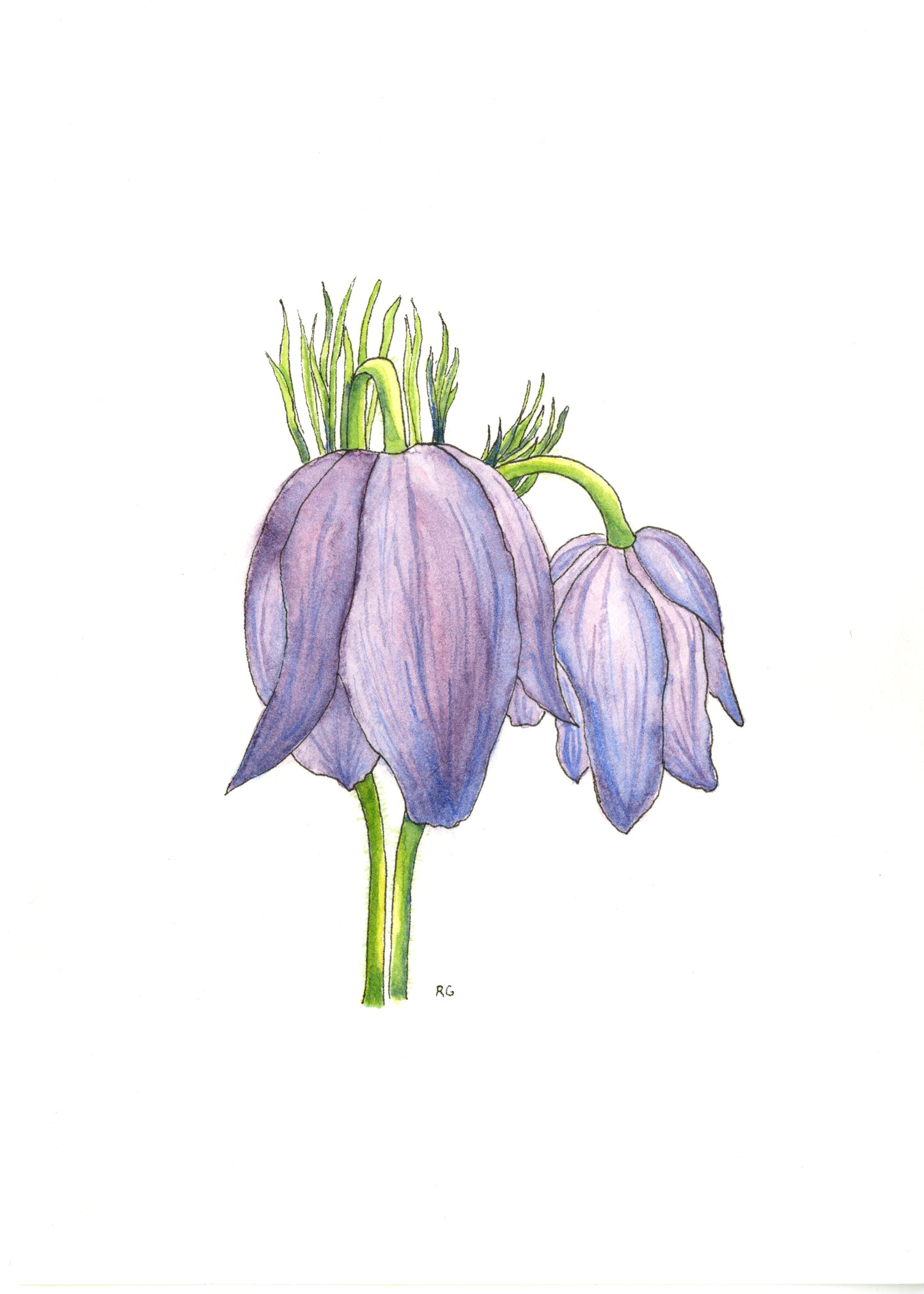 " Nodding Pasqueflowers " Print