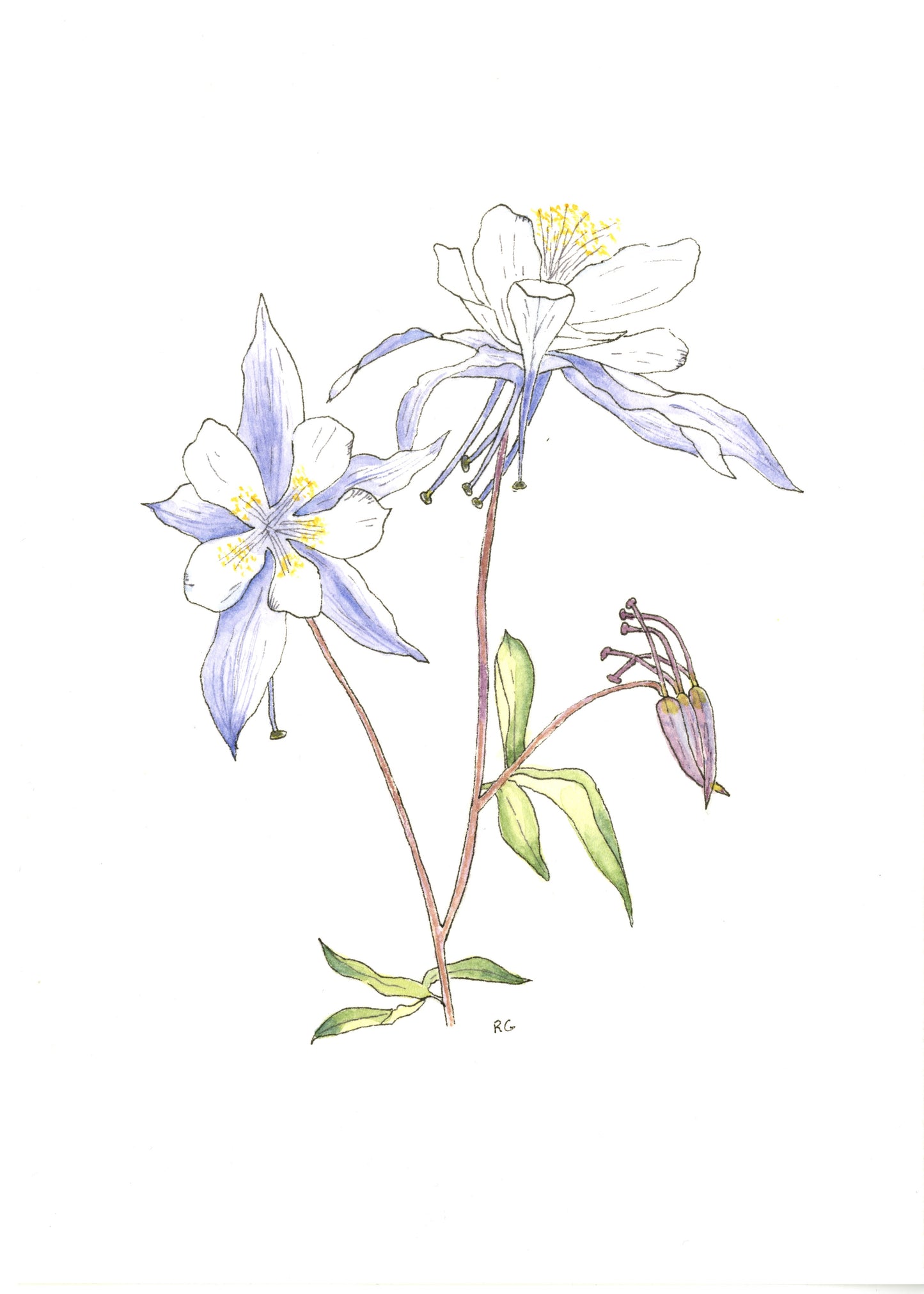 Watercolor Print- Purple Columbine Flower Print