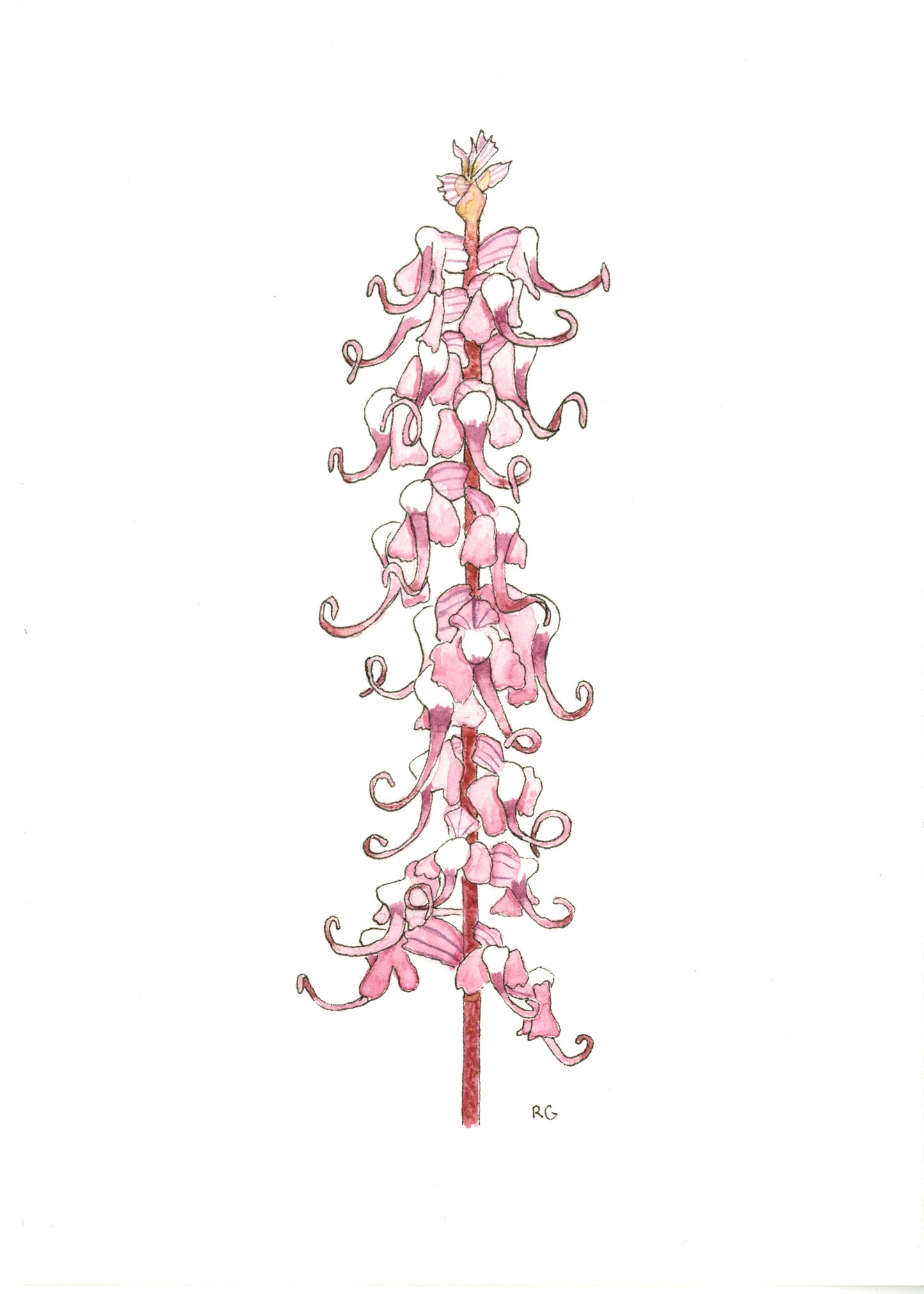 " Elephanthead Lousewort " Waterecolor Painting Print