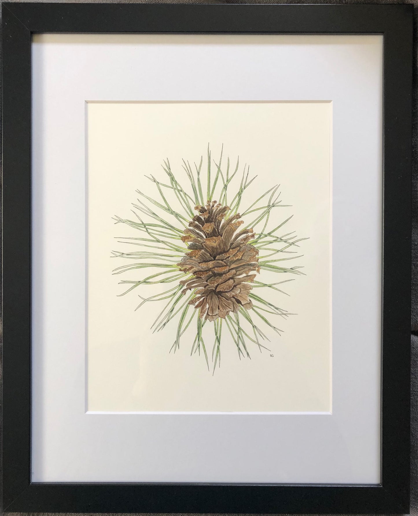 " Ponderosa Pine Cone and Needles "