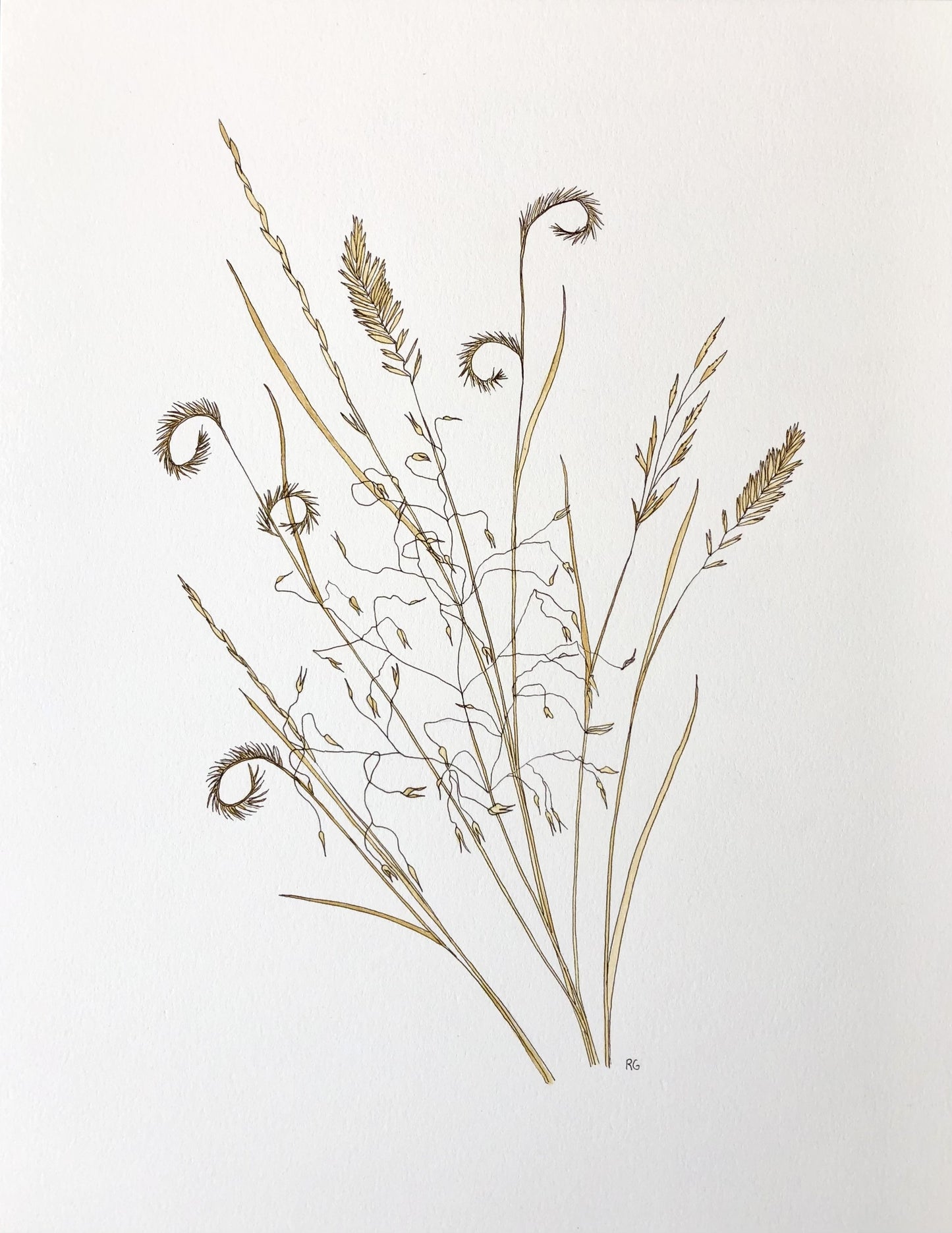 " Wyoming Grass Seedhead Study" Original Watercolor Study