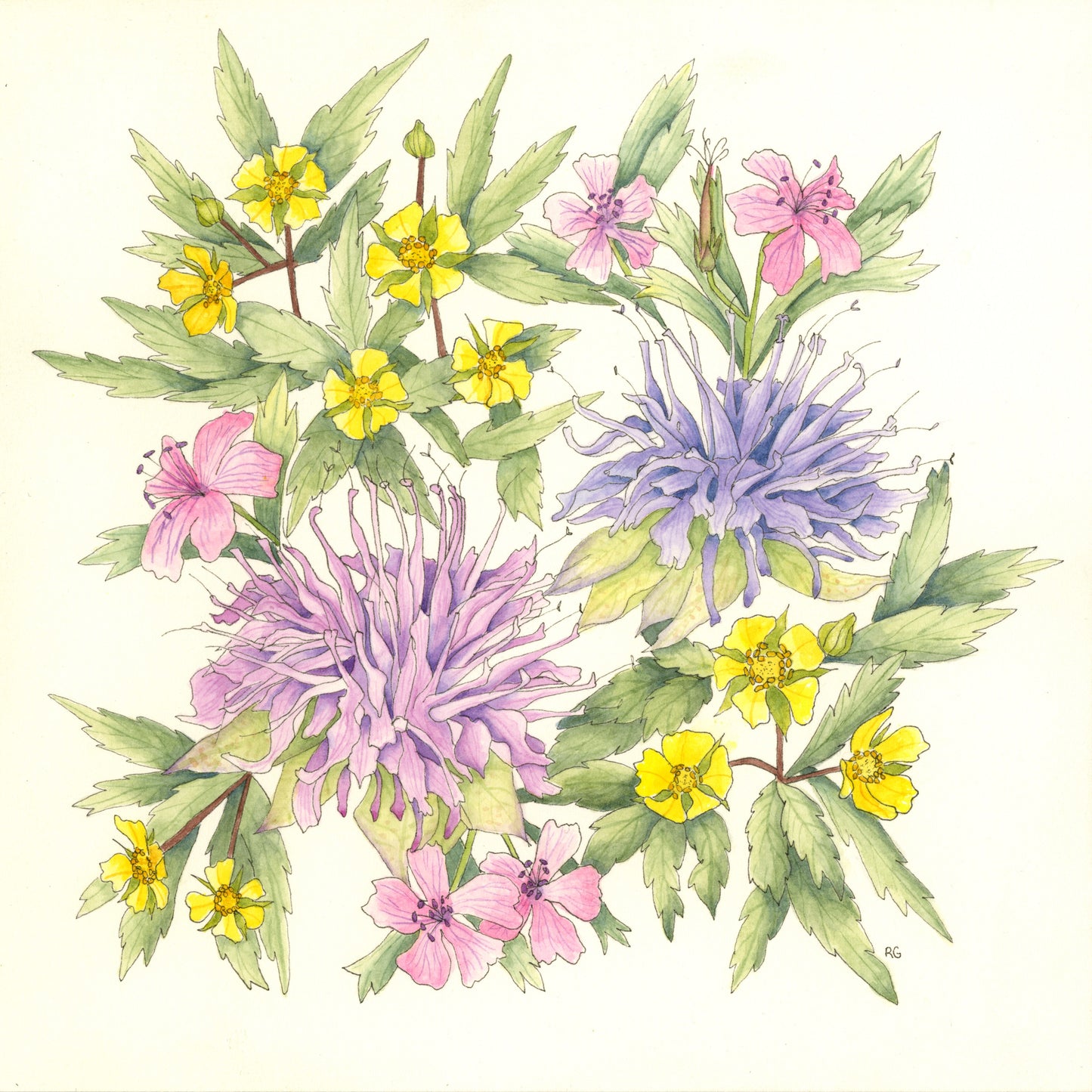 " Wild Bergamot Duo " Watercolor Painting Print