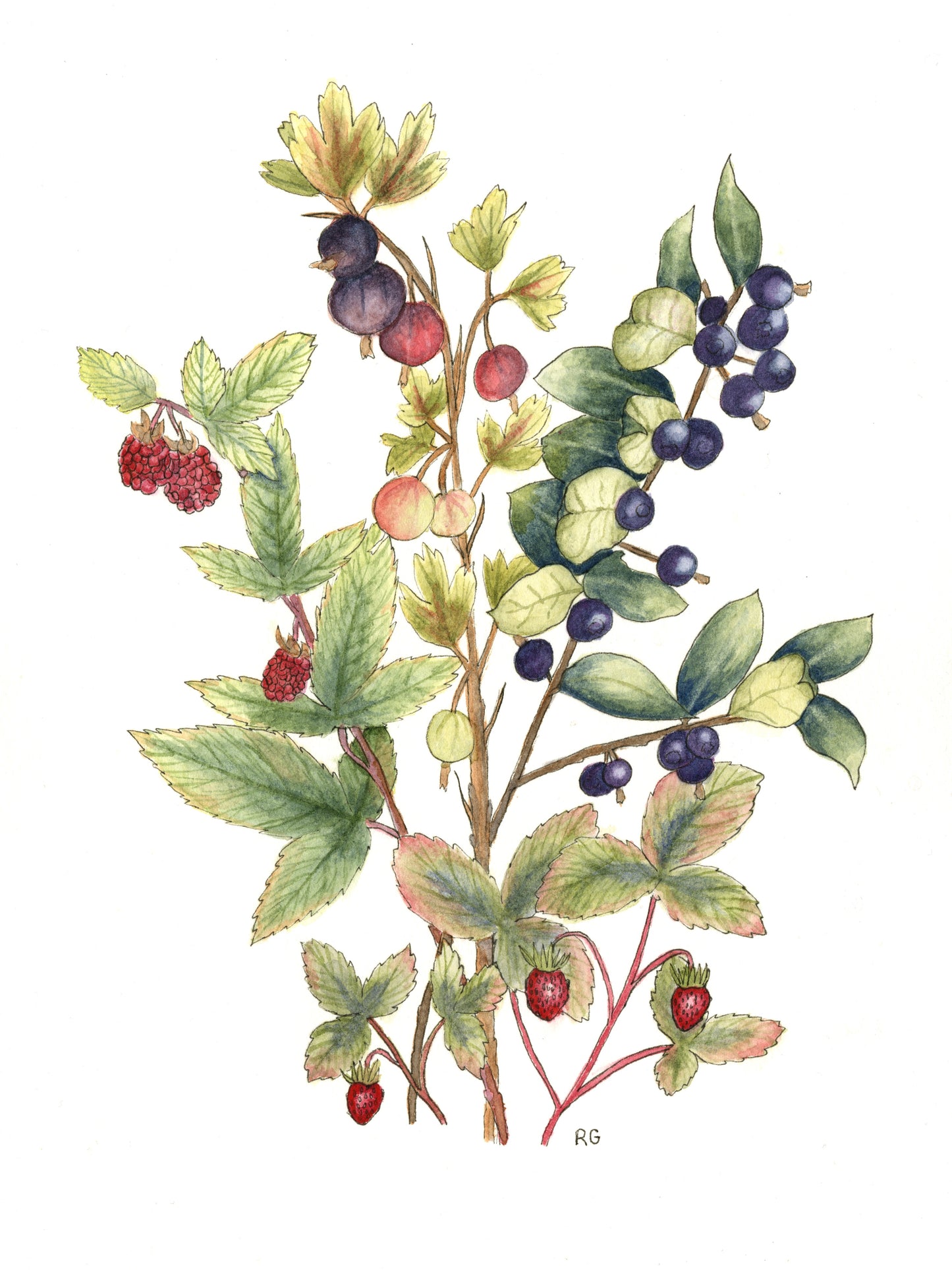 " Wyoming Berry Bunch " Watercolor Painting Print