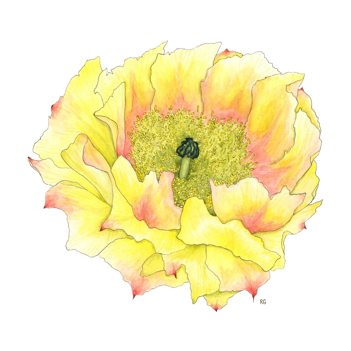 " Plains Prickly Pear Cactus Flower " Watercolor Painting Print