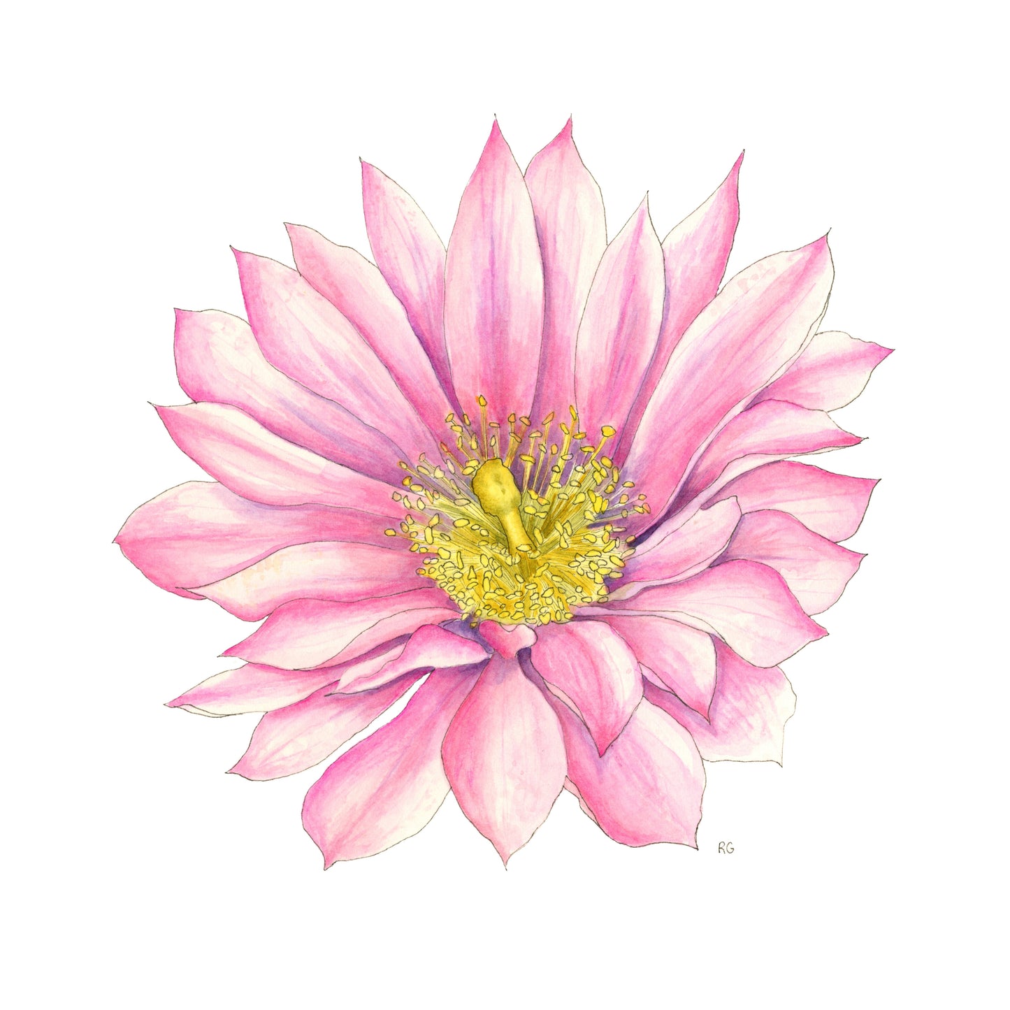 " Mountain Ball Cactus Flower " Watercolor Painting Print