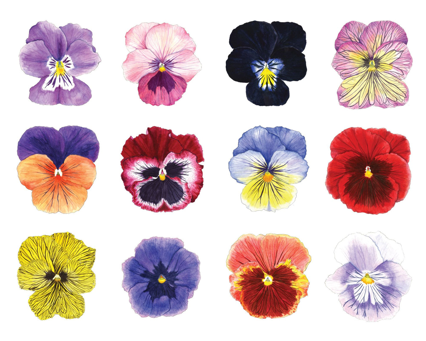 " Limited Edition: Twelve Pansies and Violas " Watercolor Painting Print