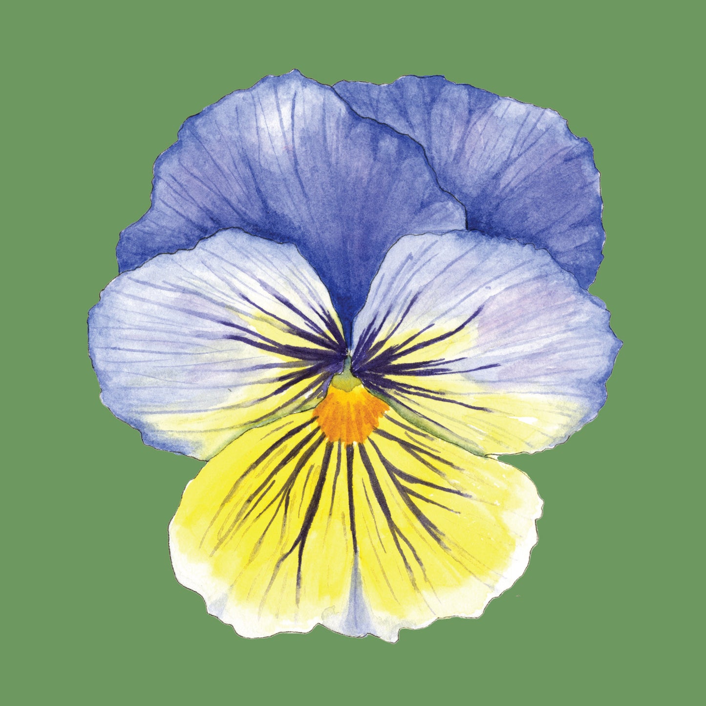 " Twelve Pansies and Violas " Set of 6 Cards