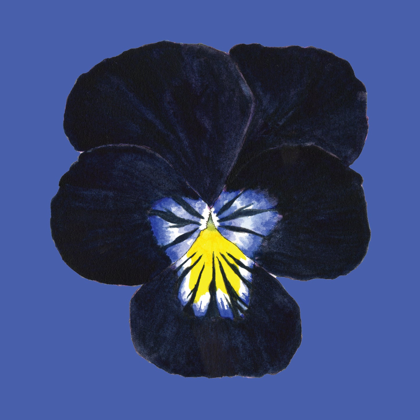 " Twelve Pansies and Violas " Set of 6 Cards