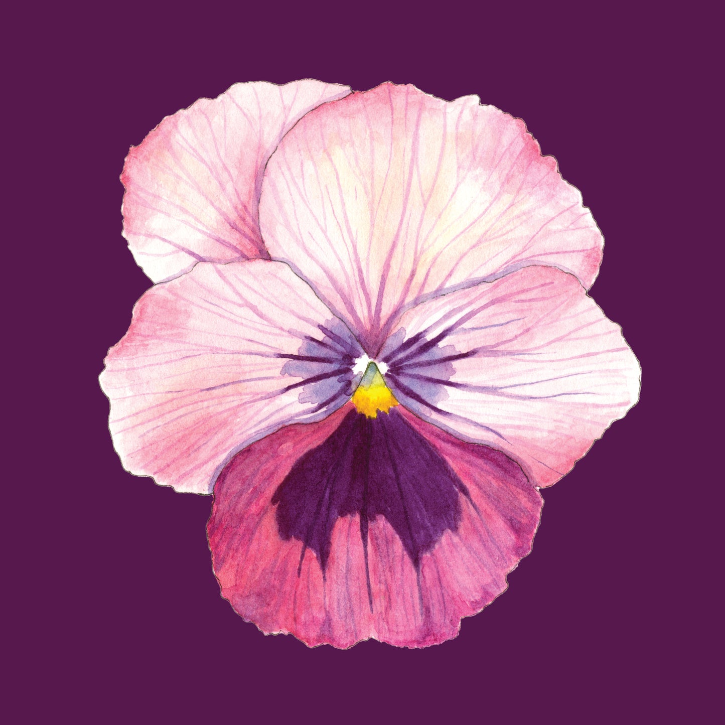 " Twelve Pansies and Violas " Set of 6 Cards