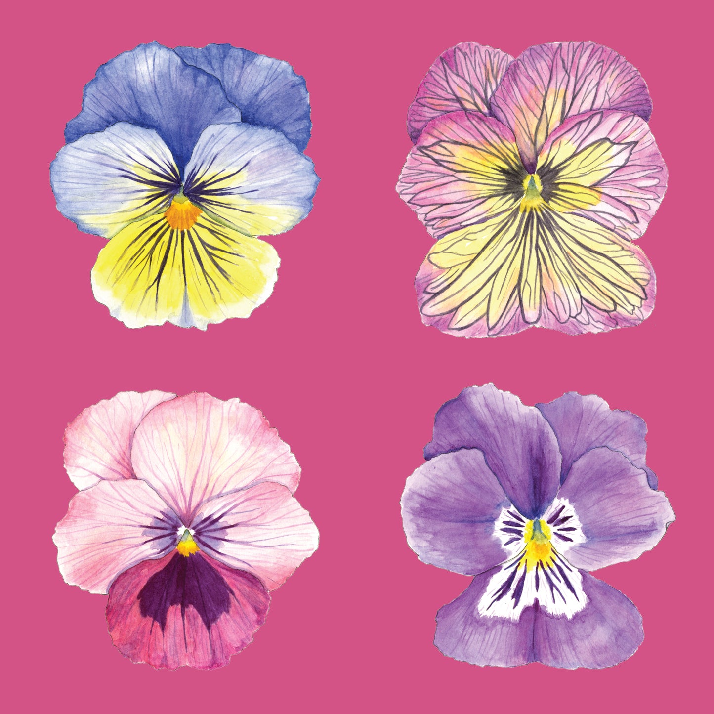 " Twelve Pansies and Violas " Set of 6 Cards