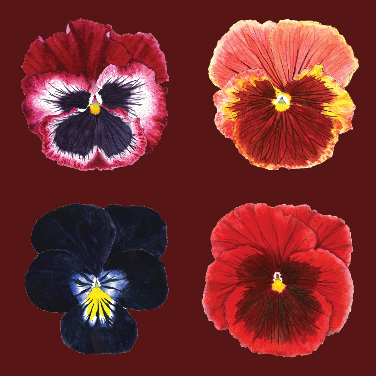 " Twelve Pansies and Violas " Set of 6 Cards