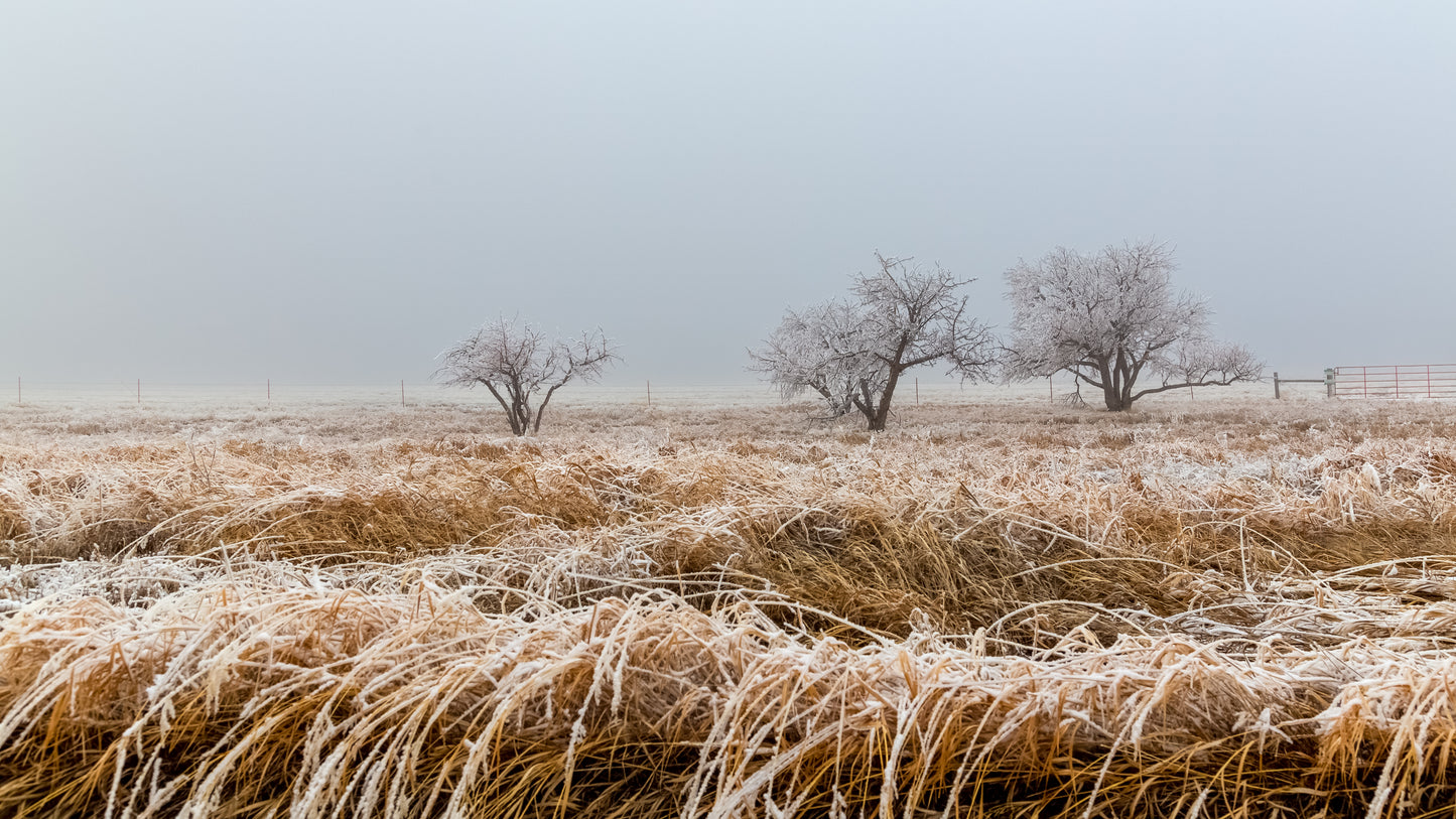 Photograph Print - "Three Amigos"