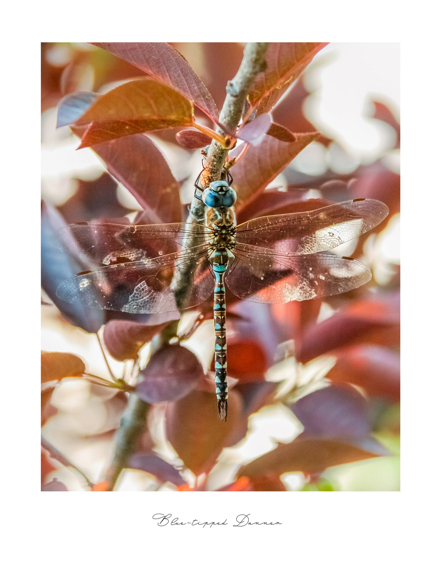 Photograph Print - "Blue-Tipped Danner" Dragon Fly