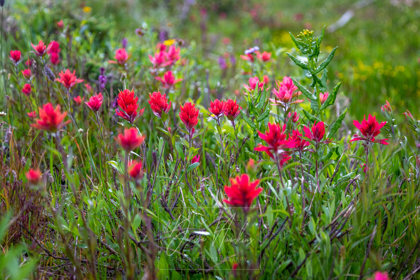 Photograph Print - "Indian Paintbrush"