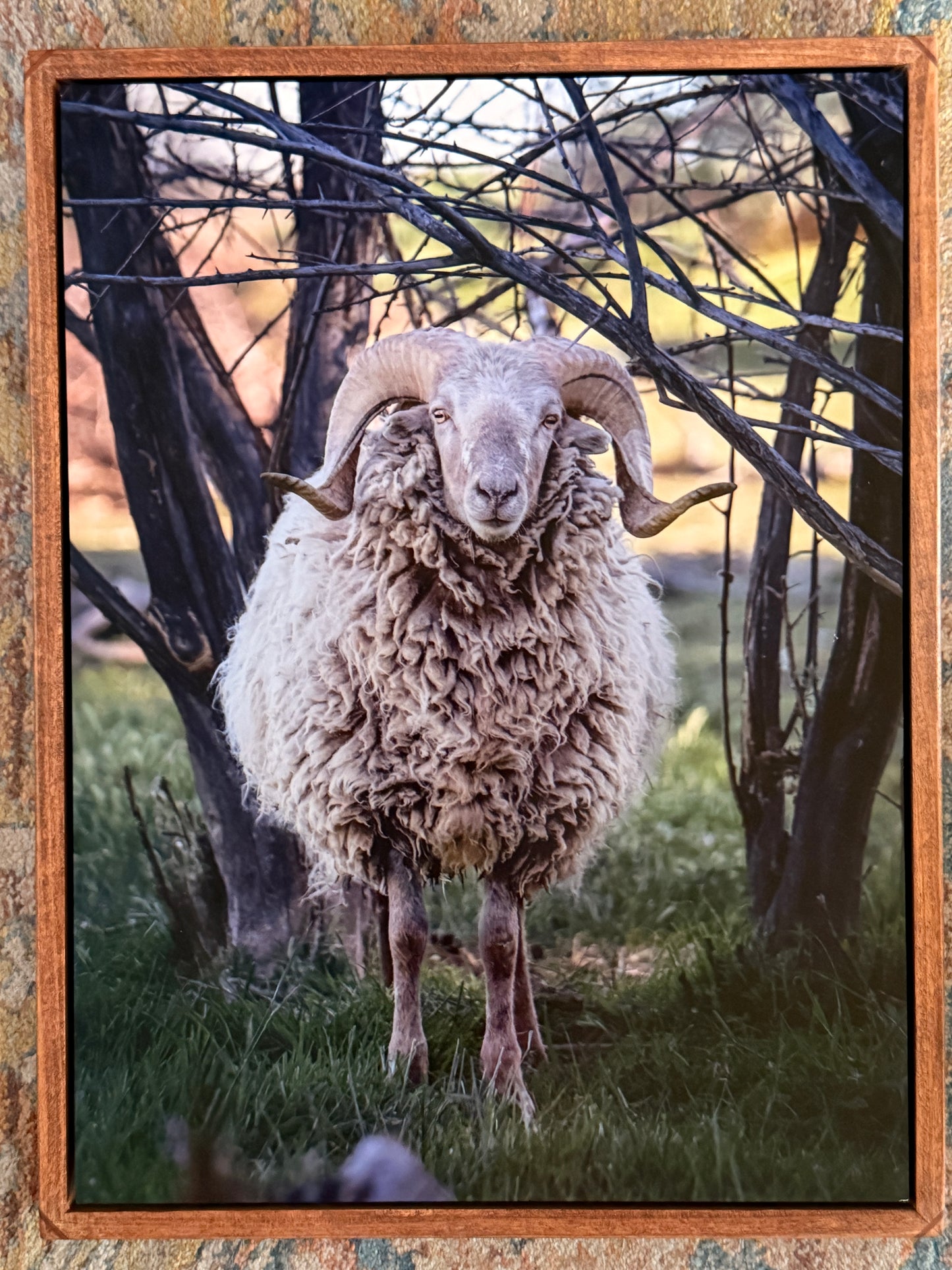 Framed Metal Photograph Print - "Raggedy Old Ram"