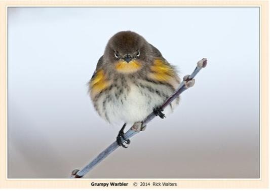 " Grumpy Warbler " Photography