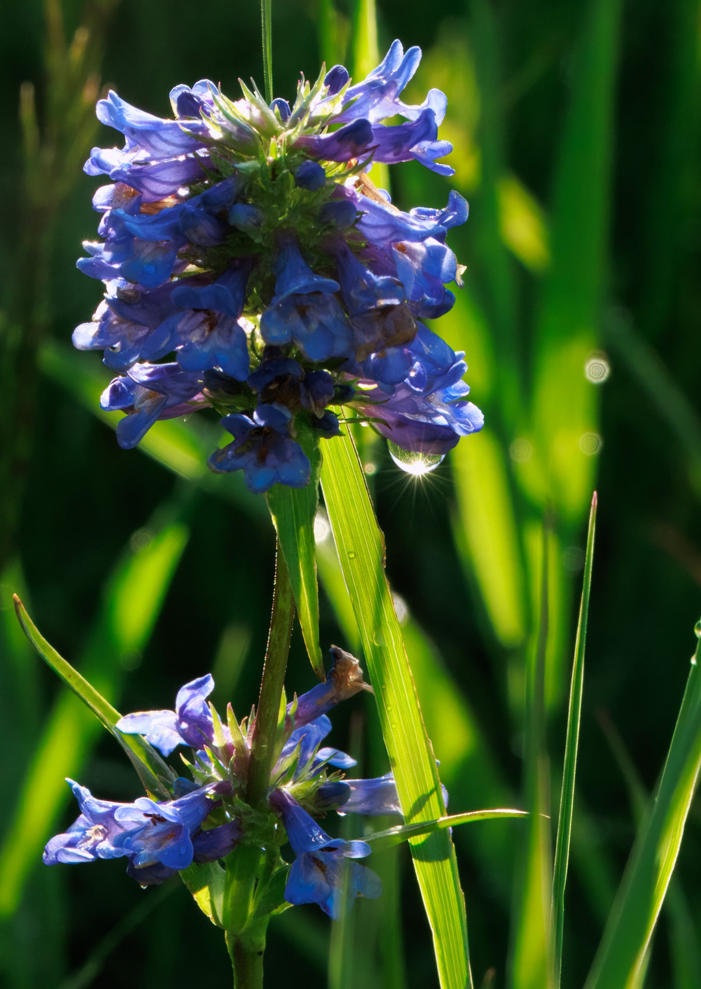 Canvas Print- "Bit of Sparkle" Purple Wildflower
