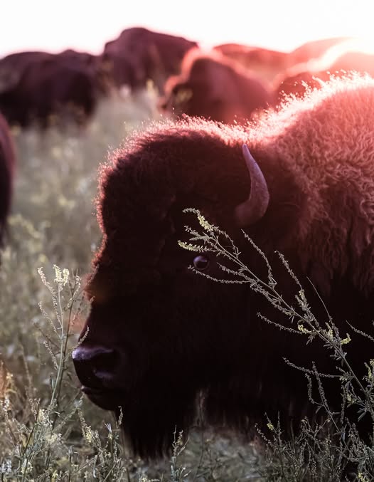 Canvas Print- "Watchful Eye" Bison