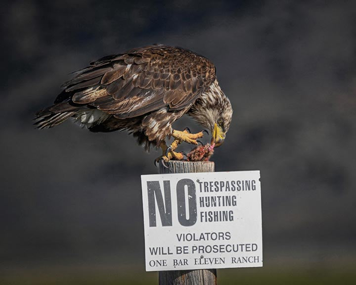 Photo Print - "Above The Law" Eagle