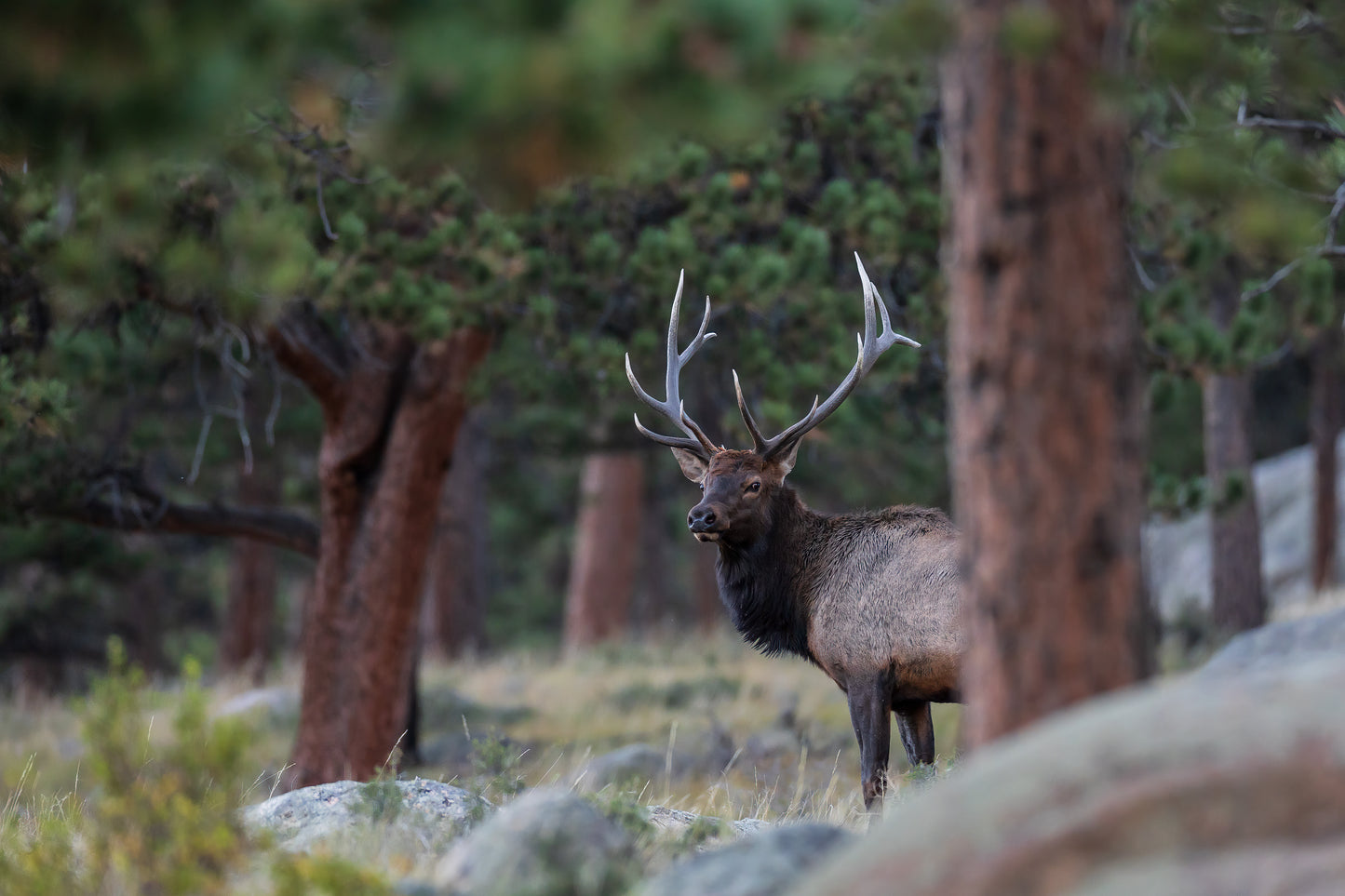 " Autumn Solitude " Photograph