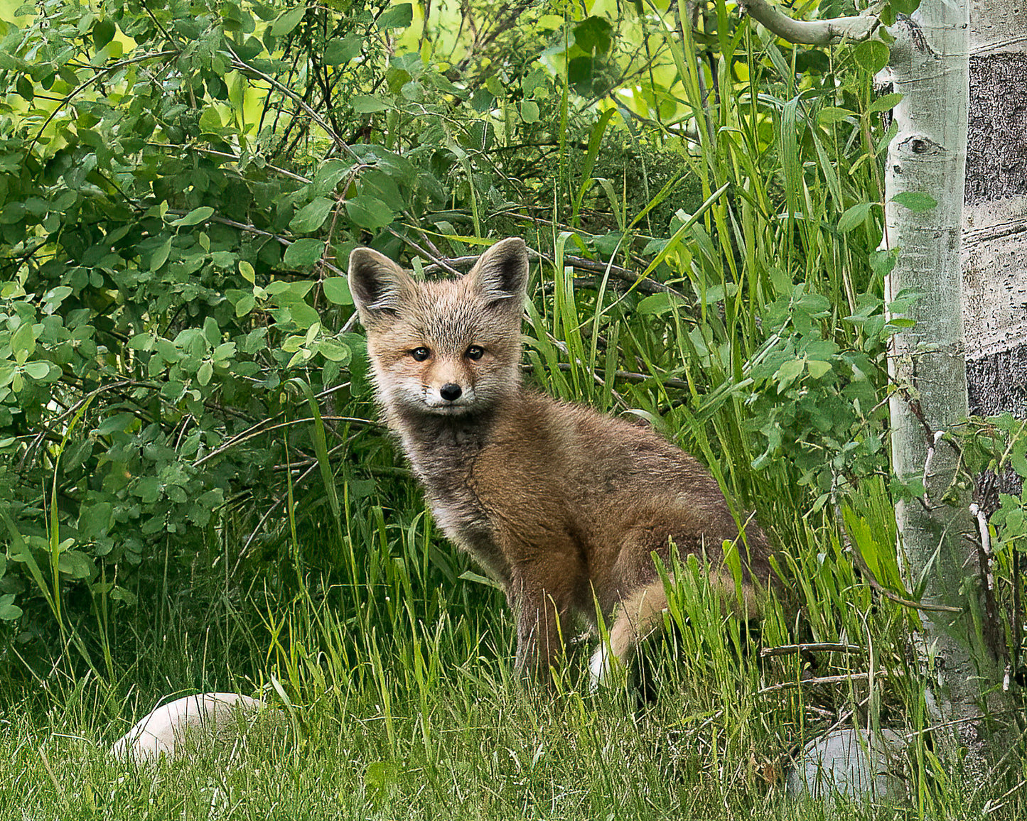 "Baby Fox" Photograph on Metal 8X10