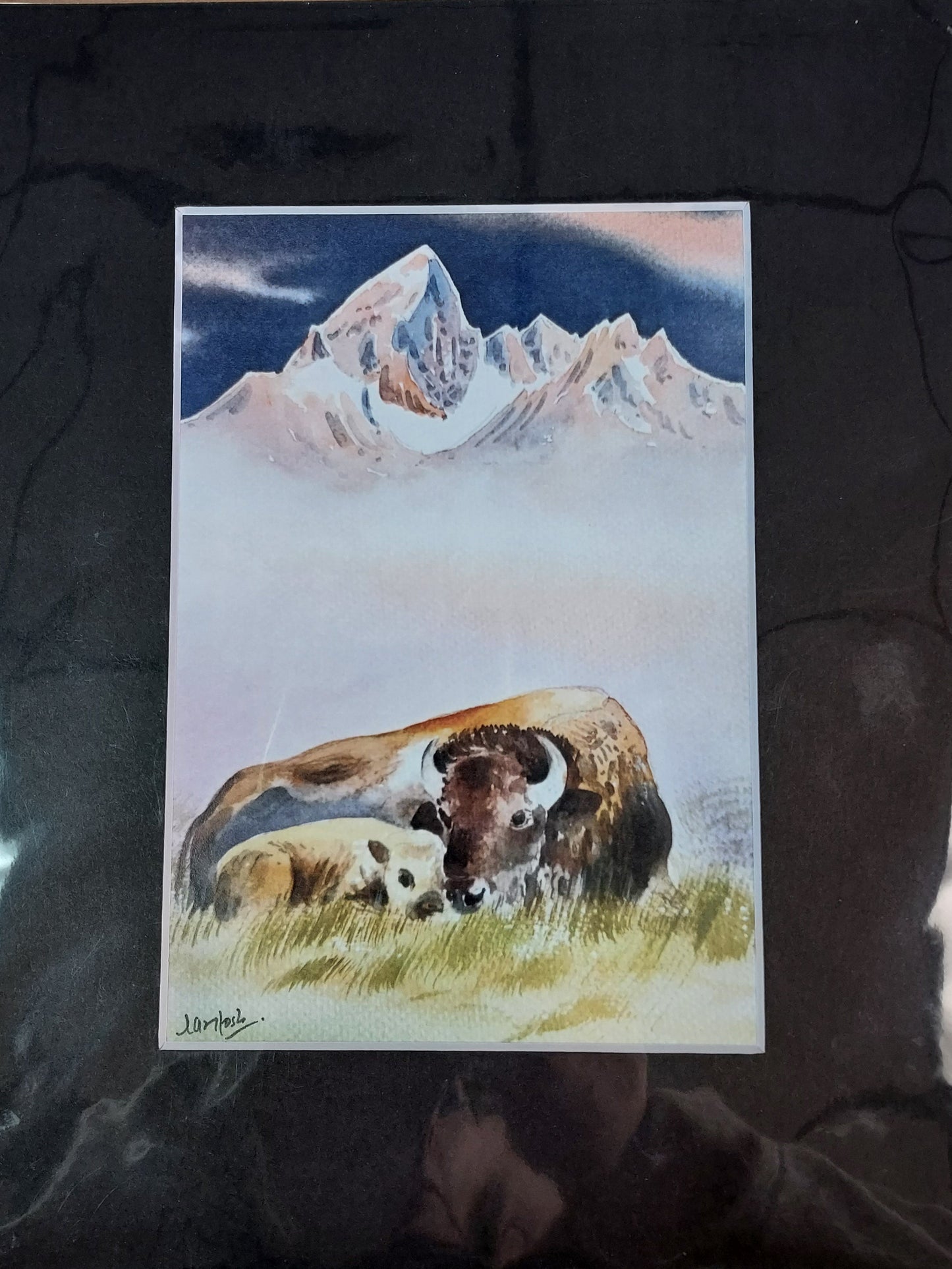 Wildlife Themed - Assorted 8x10 Matted Prints