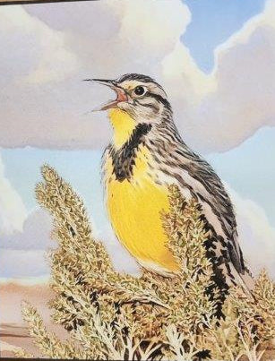 Art Print -Meadowlark