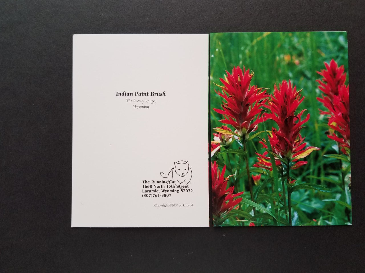 Indian Paintbrush Greeting Card