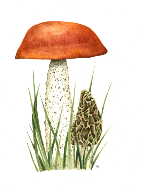 Watercolor Print- "Aspen Bolete and Morel" Mushrooms