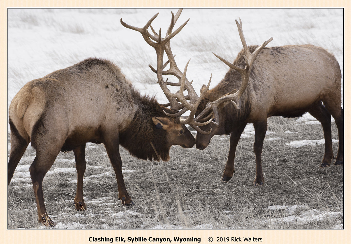" Clashing Elk " Photography Print