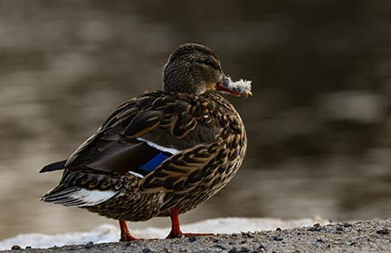 " Flocking Feathers " Female Mallard