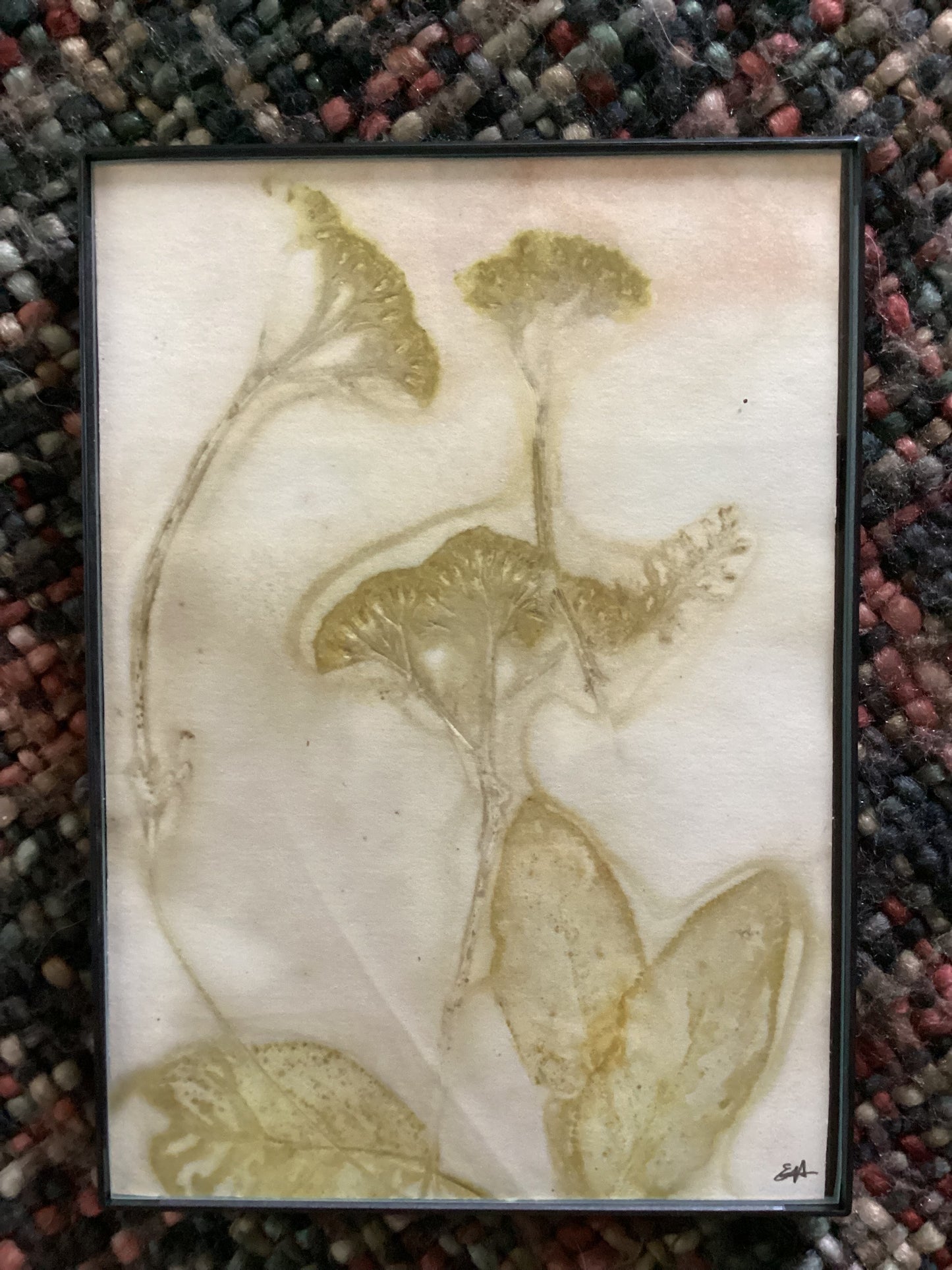 Wyoming Wildflower 5 x 7 Eco Print #4