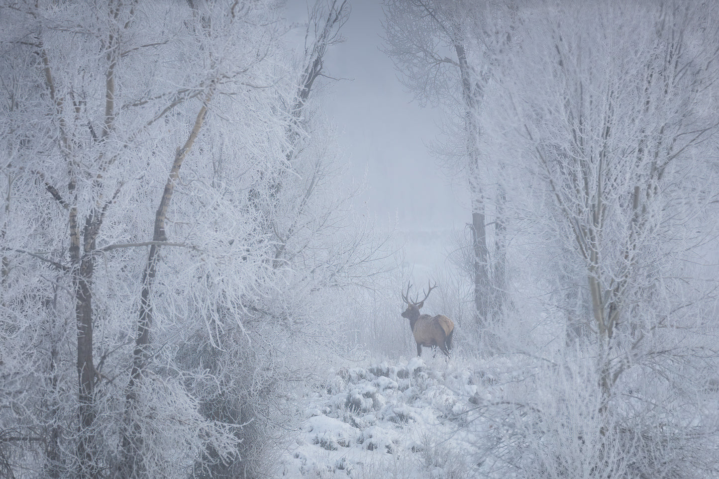 " Into the White Forest " Elk Canvas Photograph