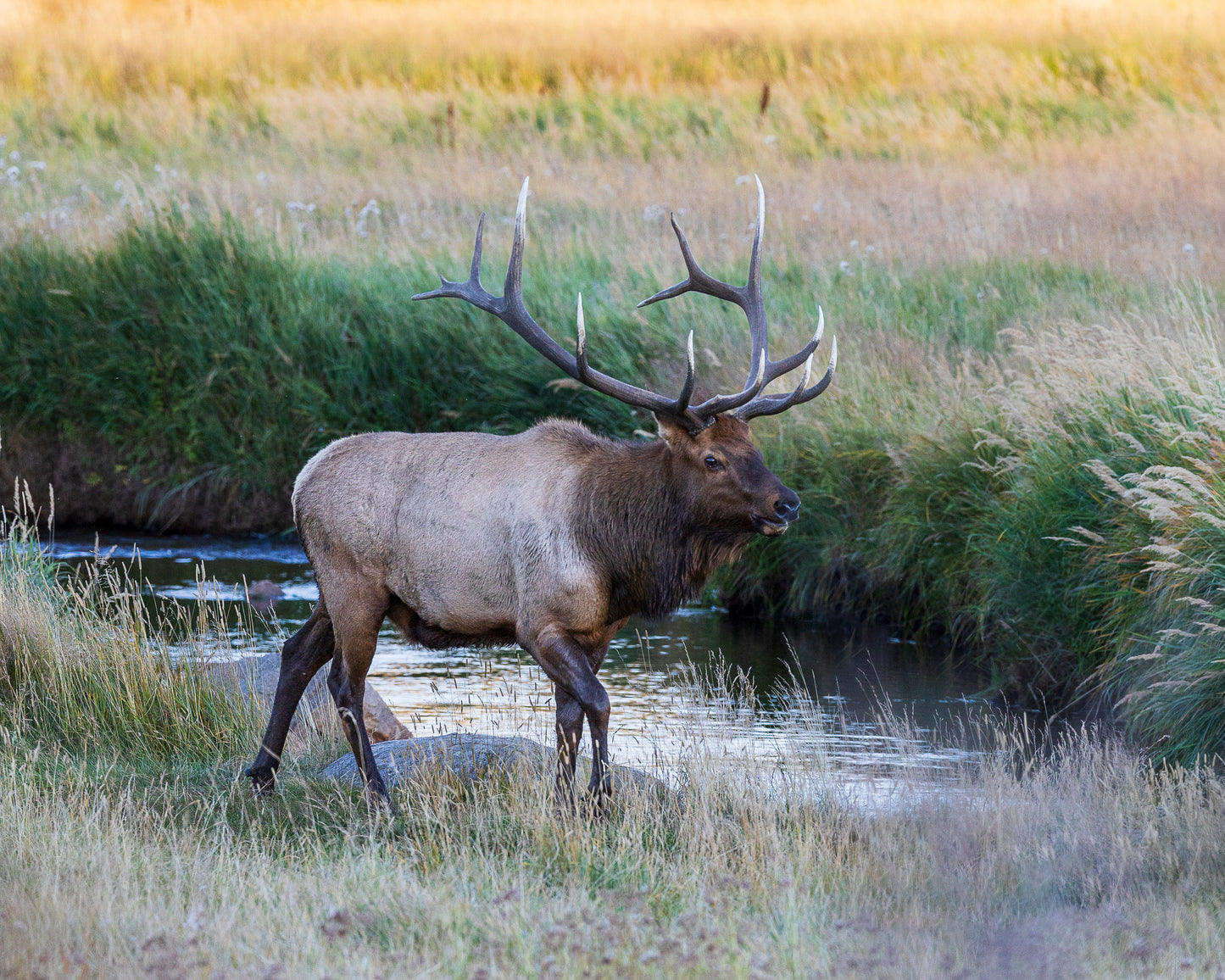 " Ivory Tips " Bull Elk Photograph