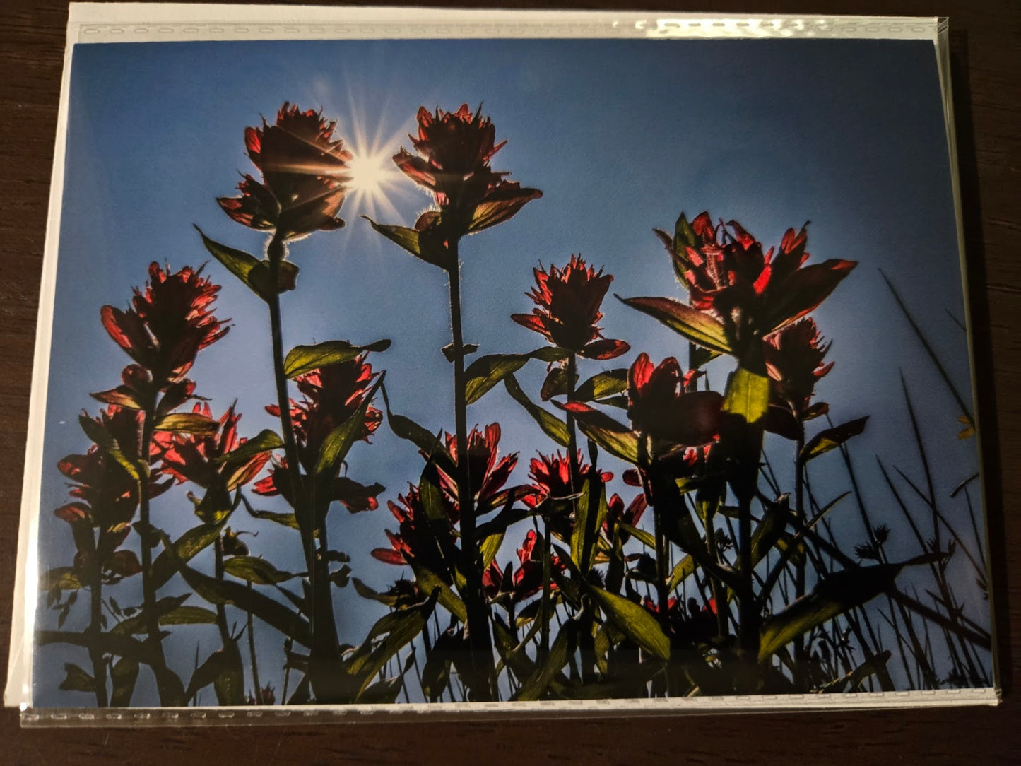 Greeting Card- "Keep Looking Up" Indian Paintbrush