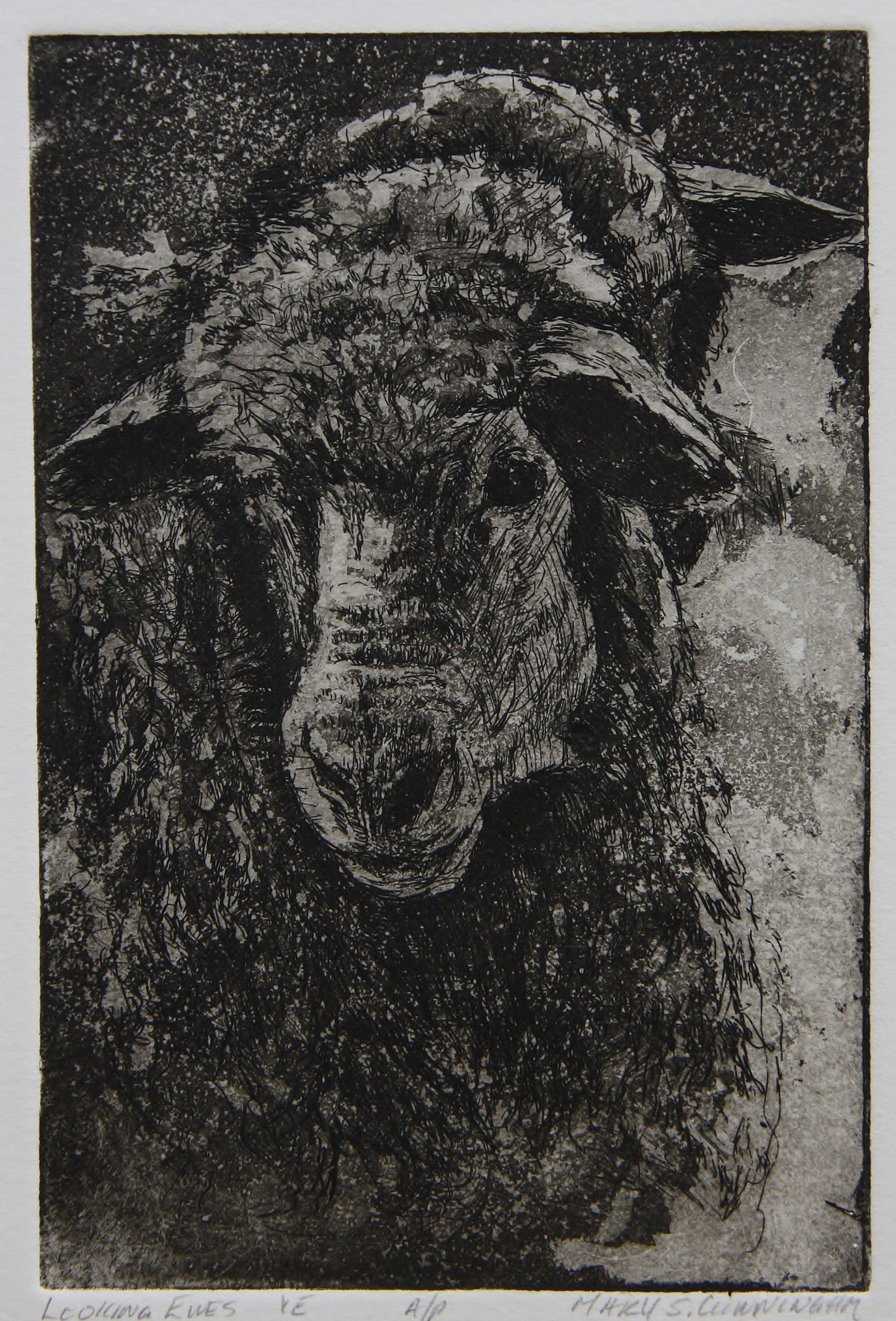 Wirebound Sketchbook - " Looking Ewes "