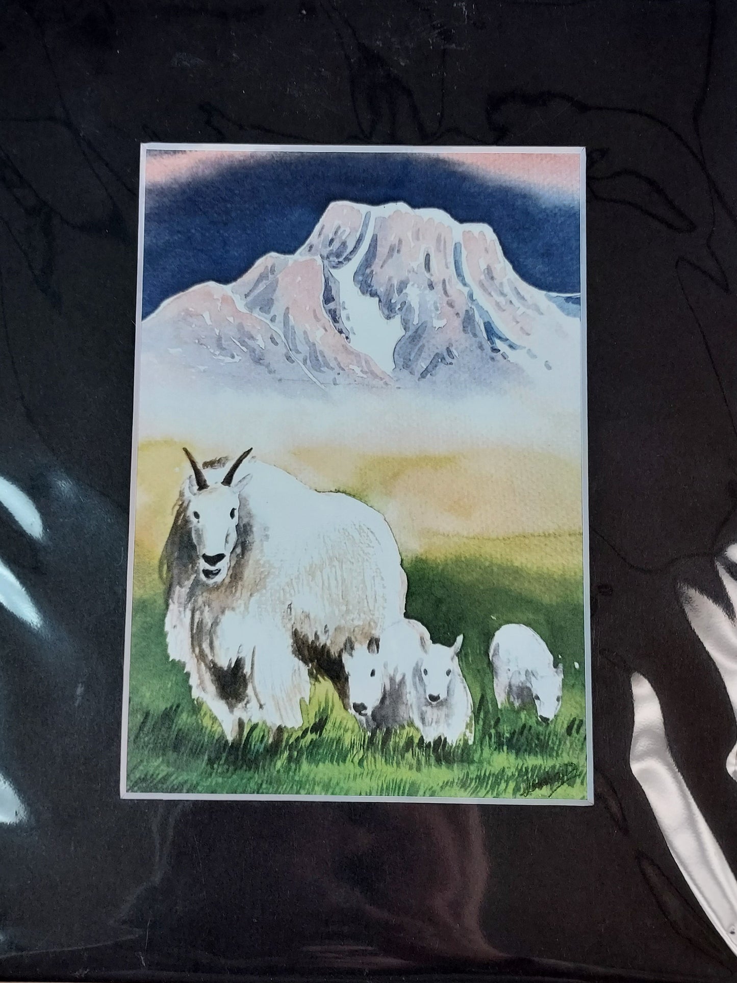 Wildlife Themed - Assorted 8x10 Matted Prints