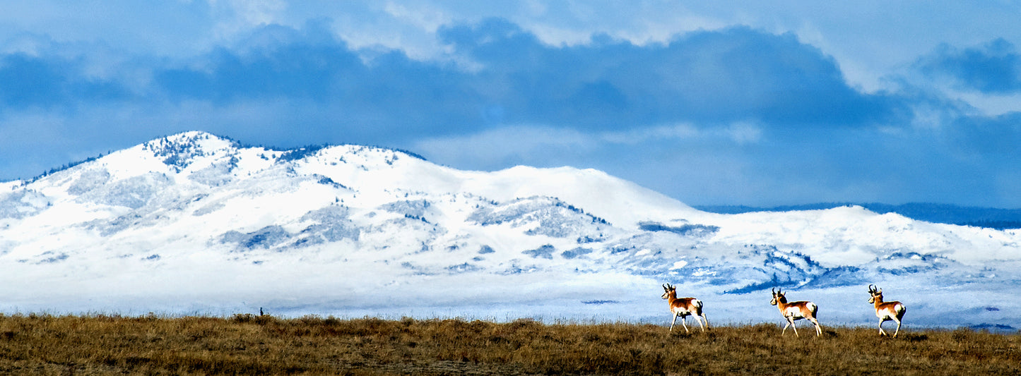 Pronghorn Antelope and Ring Mountain Wyoming Close Up