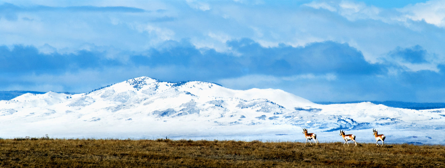 Pronghorn Antelope and Ring Mountain Wyoming
