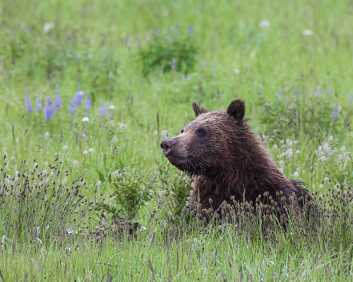 "Quiet Morning" Grizzly Bear Photograph on Metal 8X10