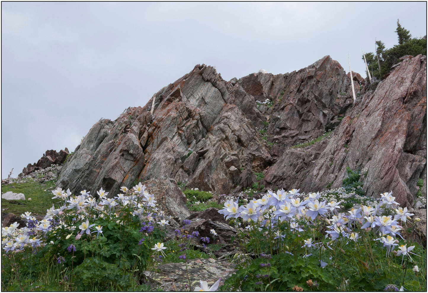" Snowy Range Columbine Flowers " Print Artist: Rick Walters Columbine flowers abound in July in the Snowy Range Mountains just West of Laramie Wyoming Medicine Bow National Forest Scenic Bypass The light purple of the columbine shows in stark contrast to the dark green vegetation and the harsh rocks of the mountain 14" long x 11" high On a thick foam board and in a plastic sleeve for added protection Ready for a frame of your choice
